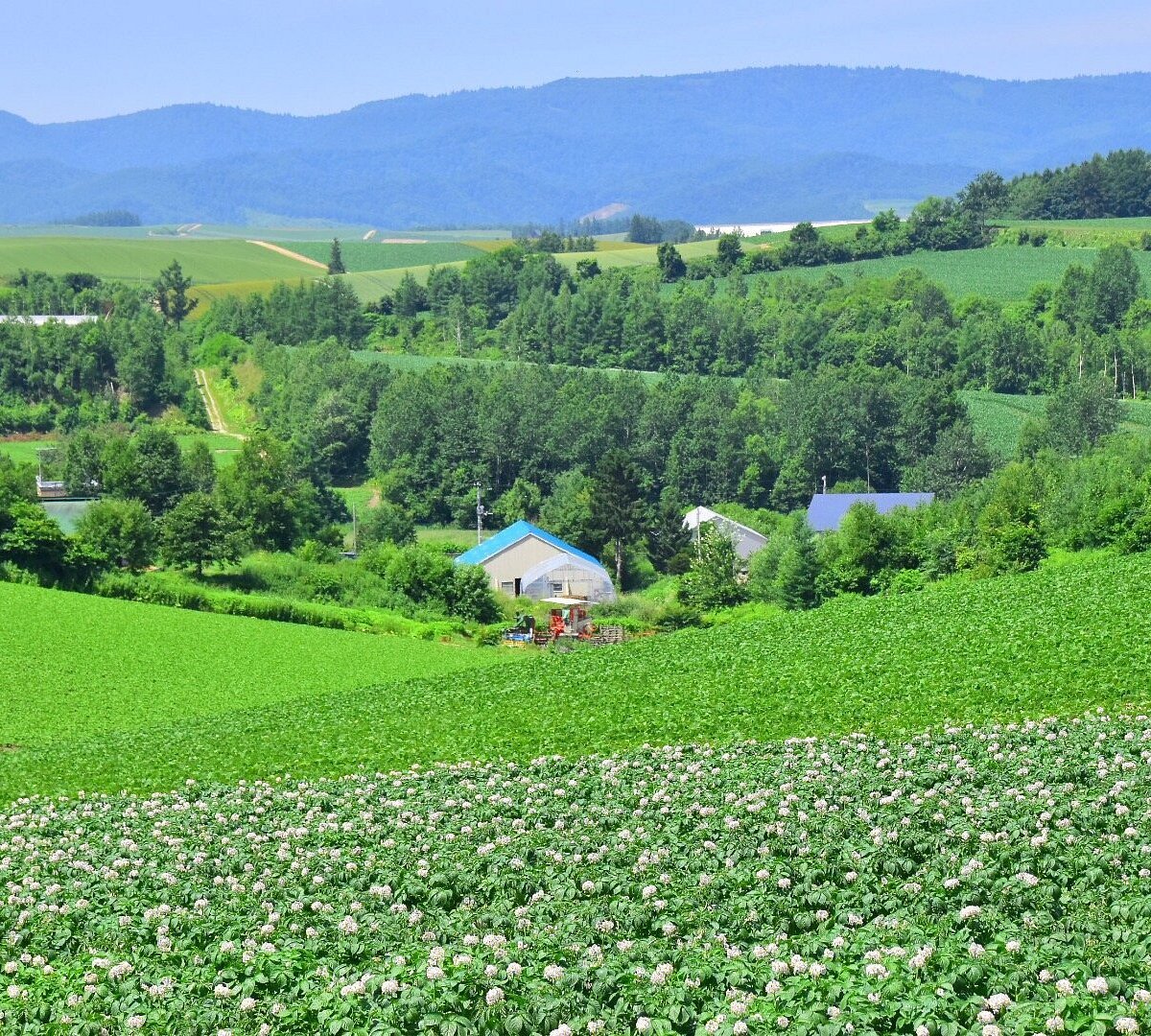 🏞️ 신에이 언덕 전망공원(신에이노오카 텐보코엔) 이미지 5